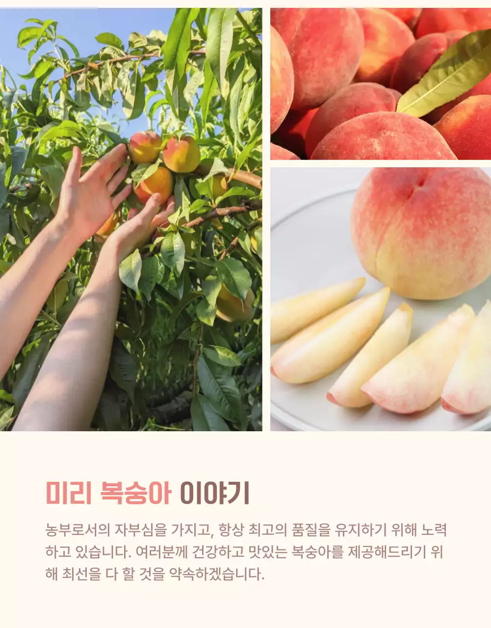 노랑과 핑크색의 깔끔한 상큼한 복숭아 사진 레이아웃 홍보