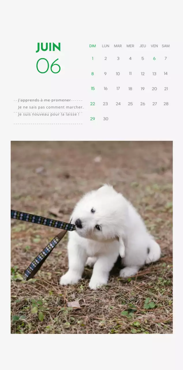 Un calendrier avec une photo de chiot et un message mignon dans une couleur verte.