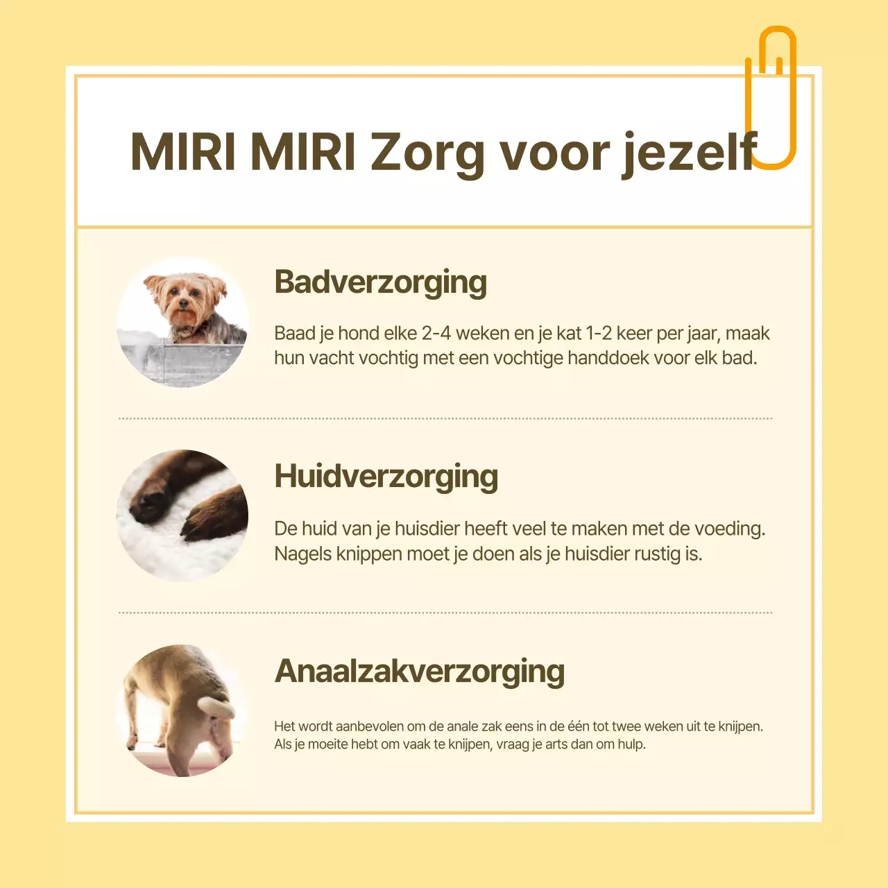 Informatie over gezondheidszorg voor huisdieren in gele en witte notitiestijl