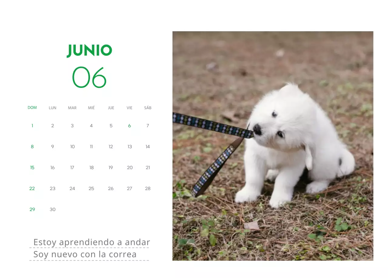 Un calendario con una foto de un cachorro y un bonito mensaje en color verde