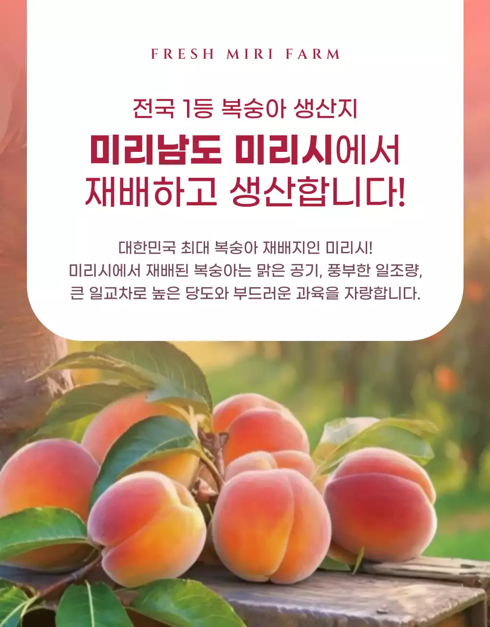 핑크색의 모던한 복숭아 홍보