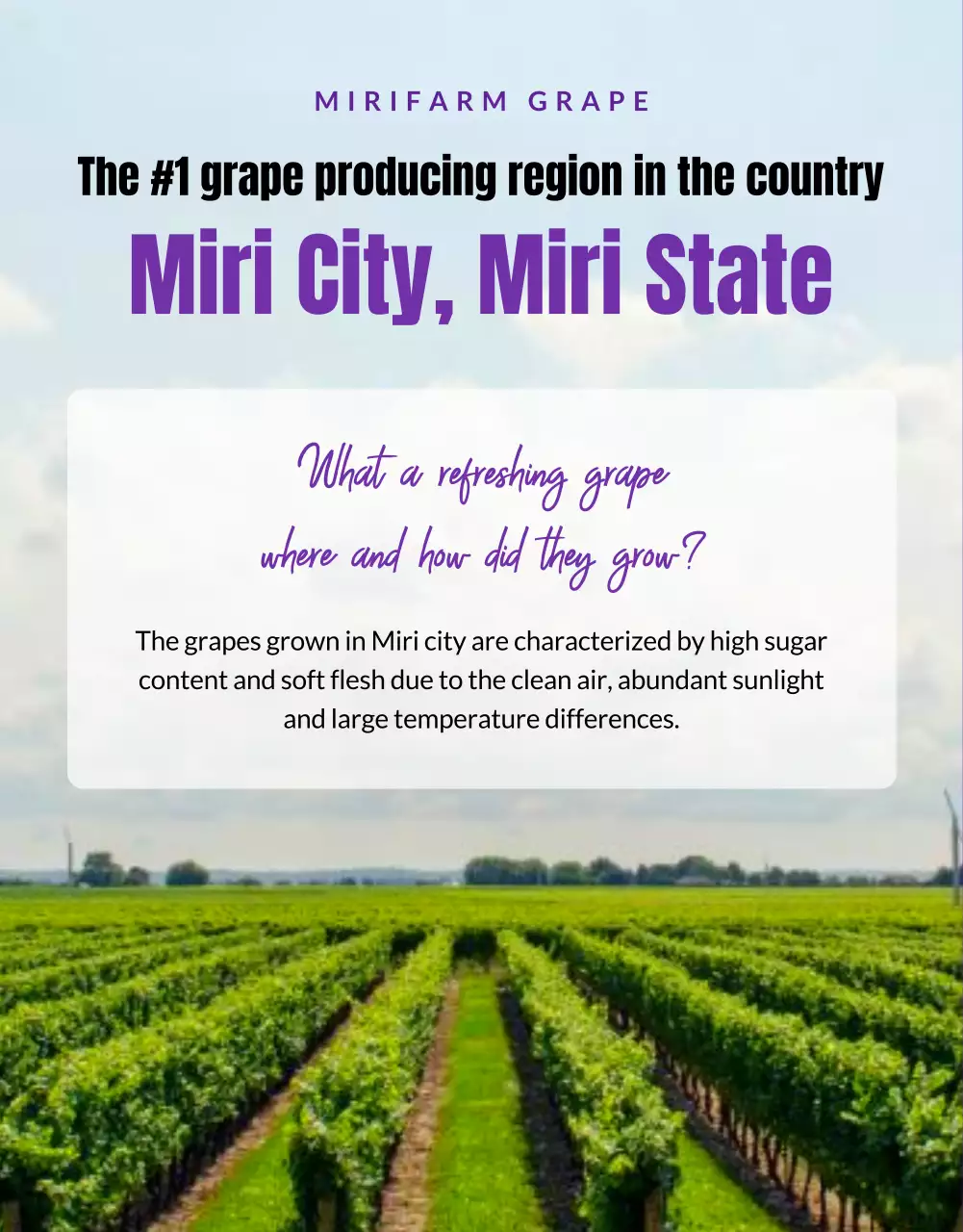 Purple Trendy Grapes Promotion Poster