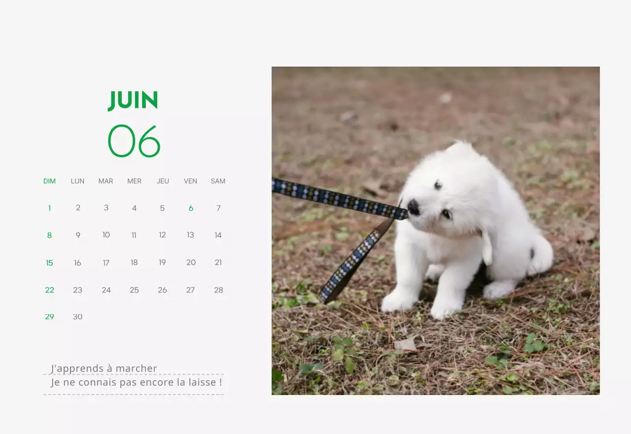 Un calendrier avec une photo de chiot et un message mignon dans une couleur verte.