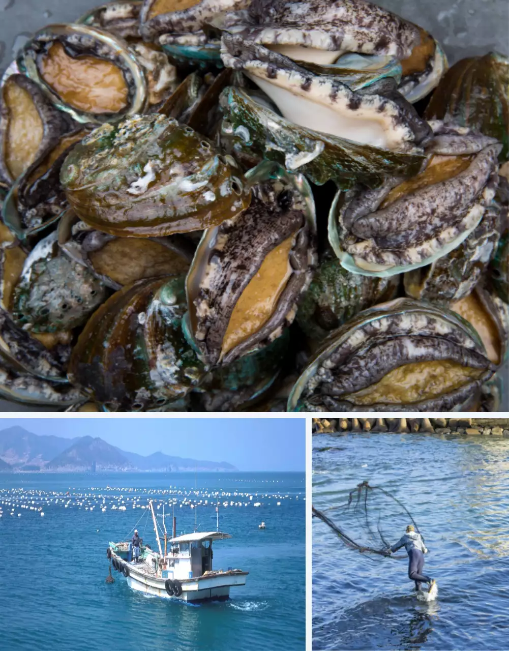 파랑과 남색의 전통적인 수산물 전복 사진 레이아웃 홍보