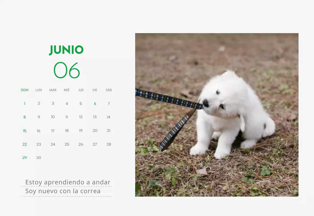 Un calendario con una foto de un cachorro y un bonito mensaje en color verde