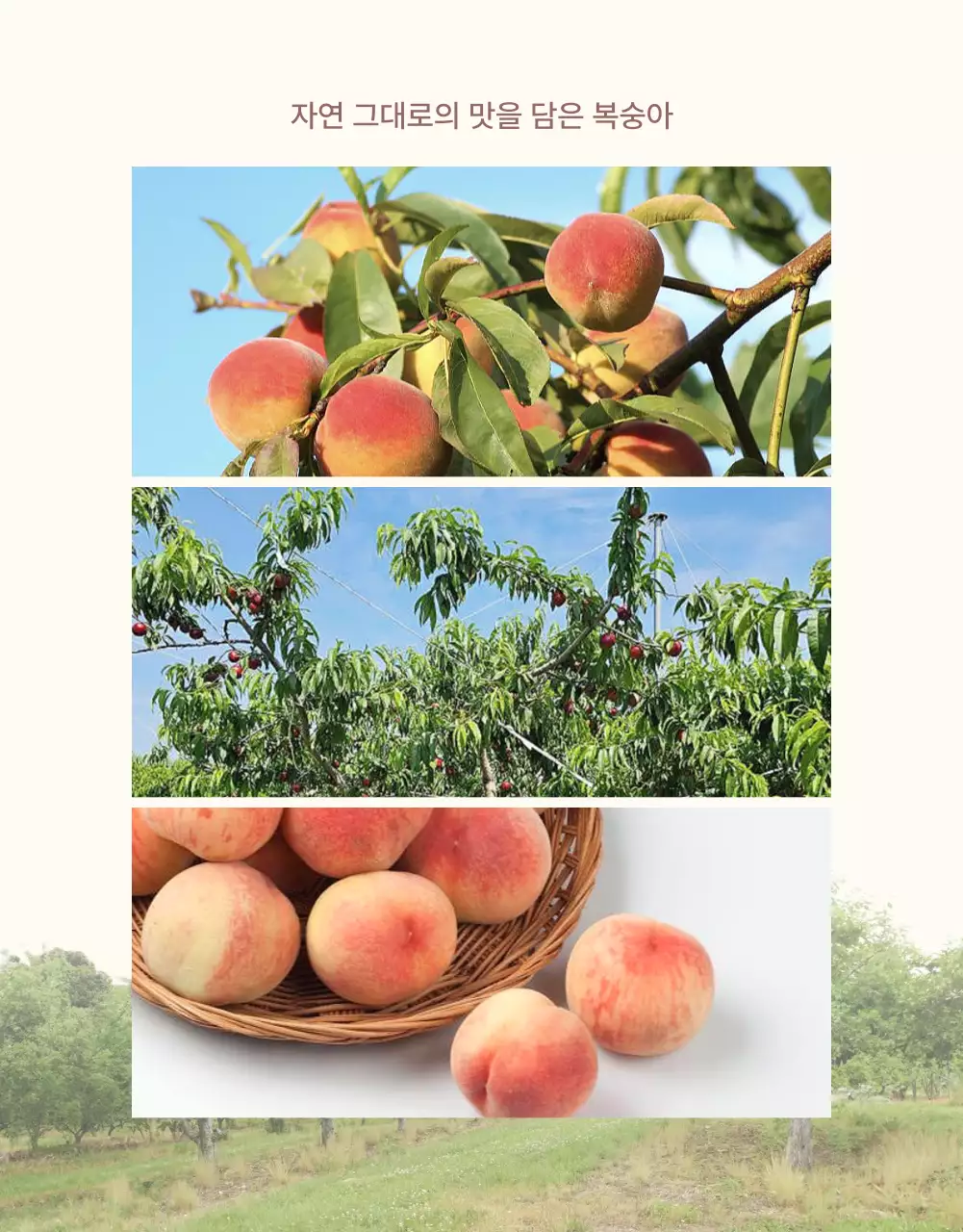 노랑과 핑크색의 깔끔한 상큼한 복숭아 판매 홍보