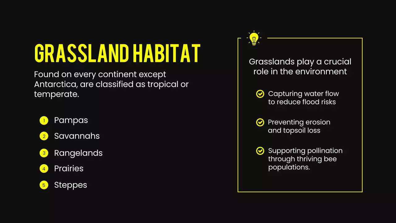 Yellow Modern Animal Lecture Presentation