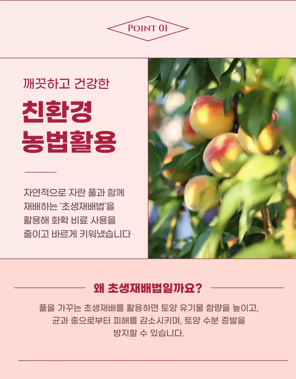 핑크색의 모던한 복숭아 홍보