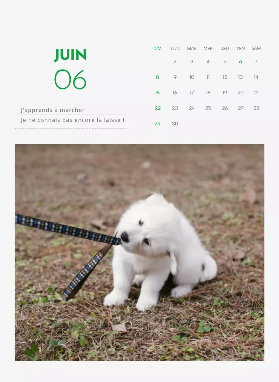 Un calendrier avec une photo de chiot et un message mignon dans une couleur verte.