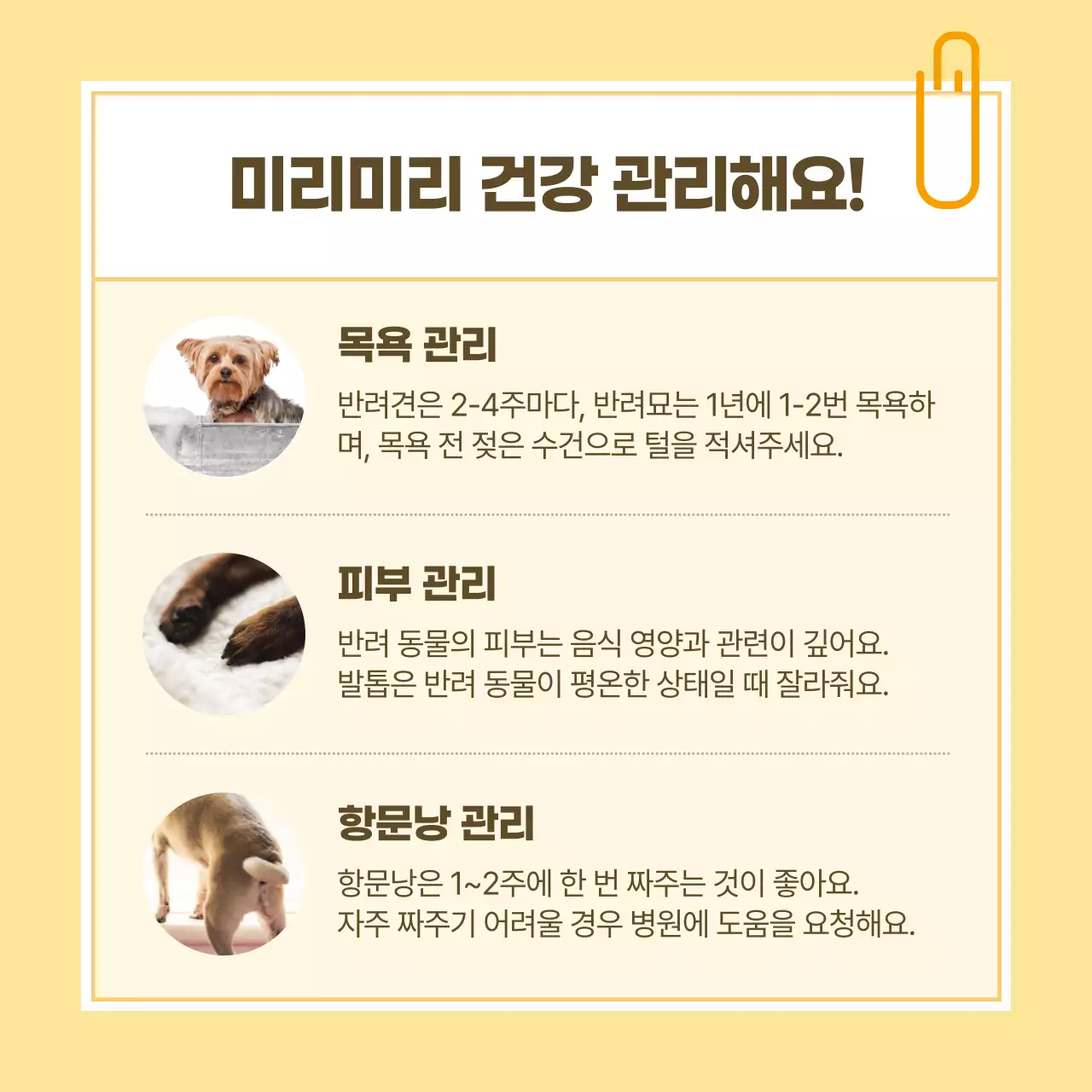 노랑과 흰색의 노트 스타일 반려동물 건강관리 정보
