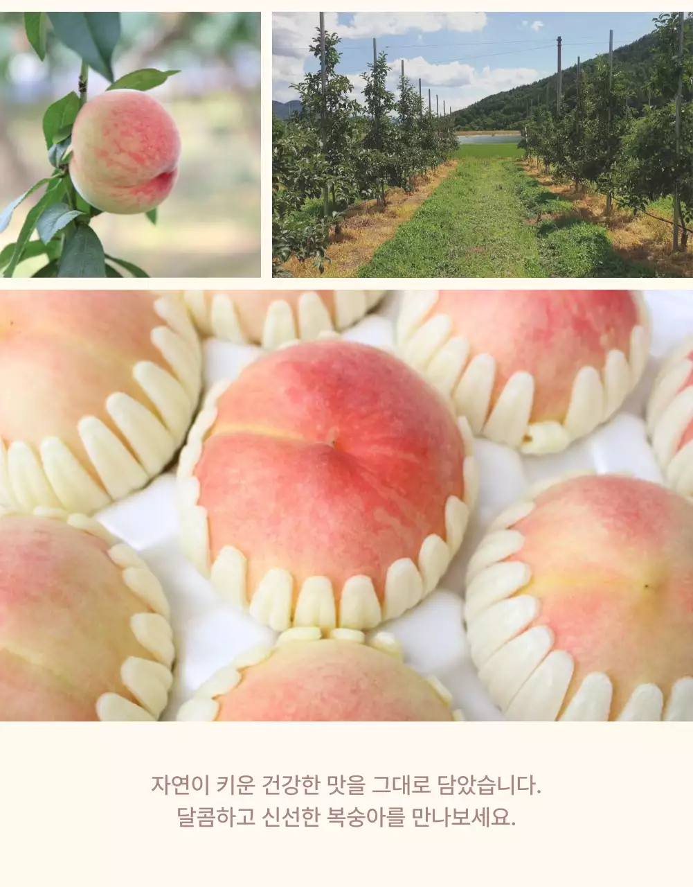 노랑과 핑크색의 깔끔한 상큼한 복숭아 사진 레이아웃 홍보