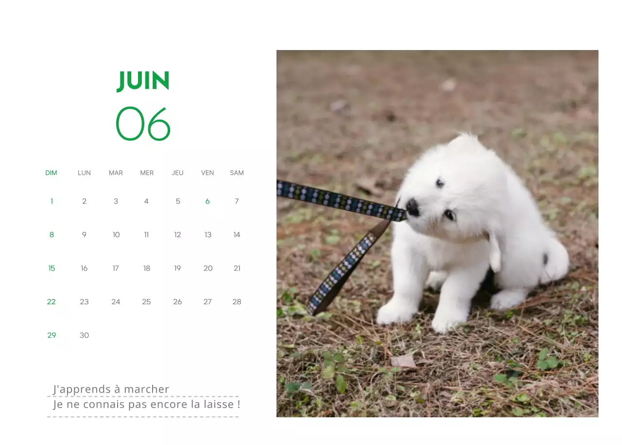 Un calendrier avec une photo de chiot et un message mignon dans une couleur verte.
