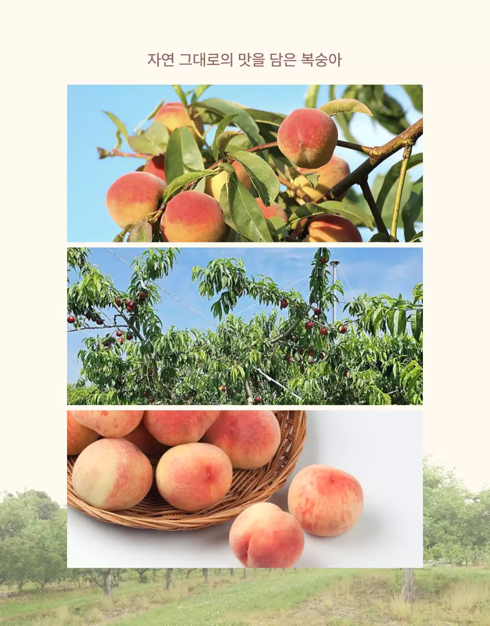 노랑과 핑크색의 깔끔한 상큼한 복숭아 사진 레이아웃 홍보