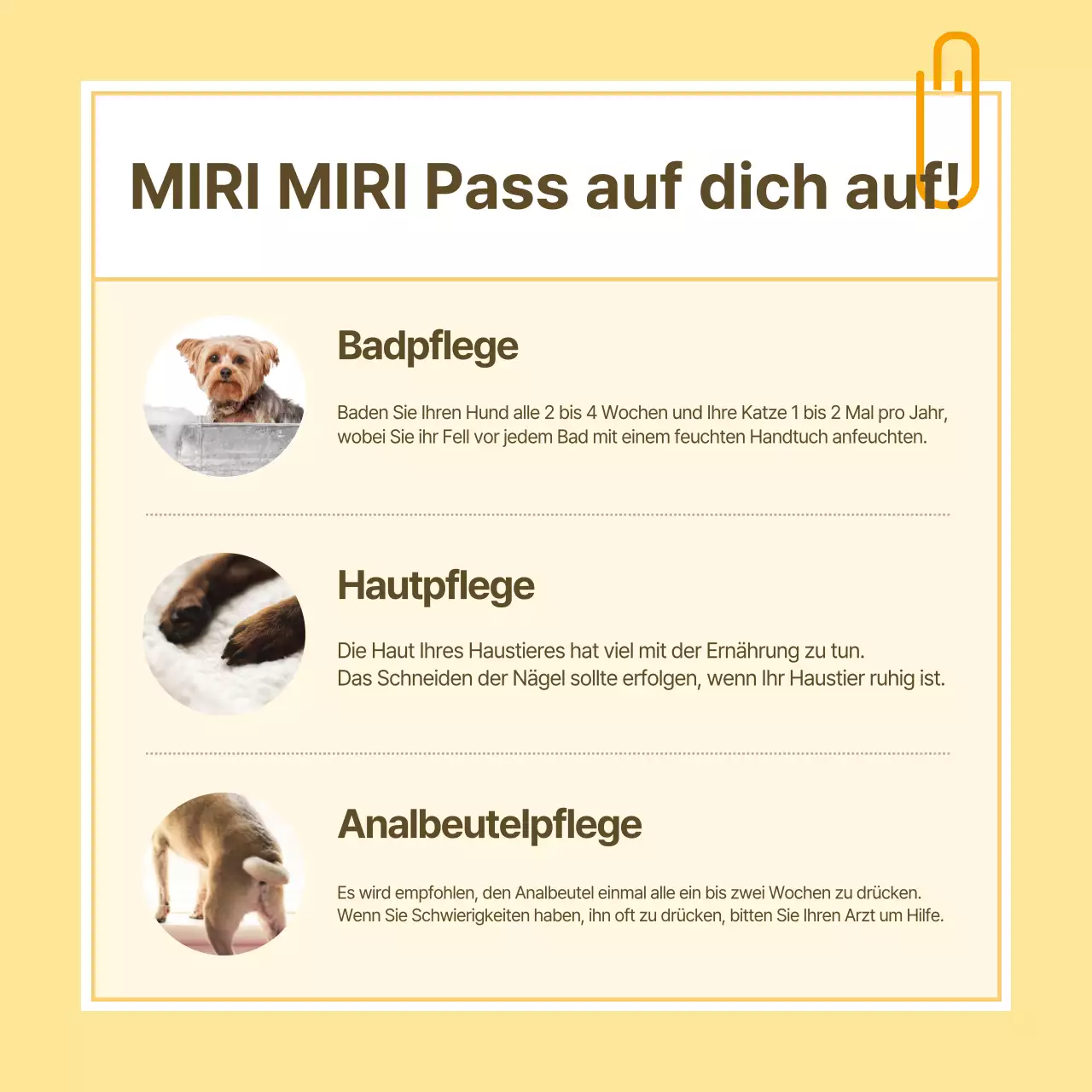 Informationen zur Gesundheitsfürsorge für Haustiere in Form von gelben und weißen Notizen