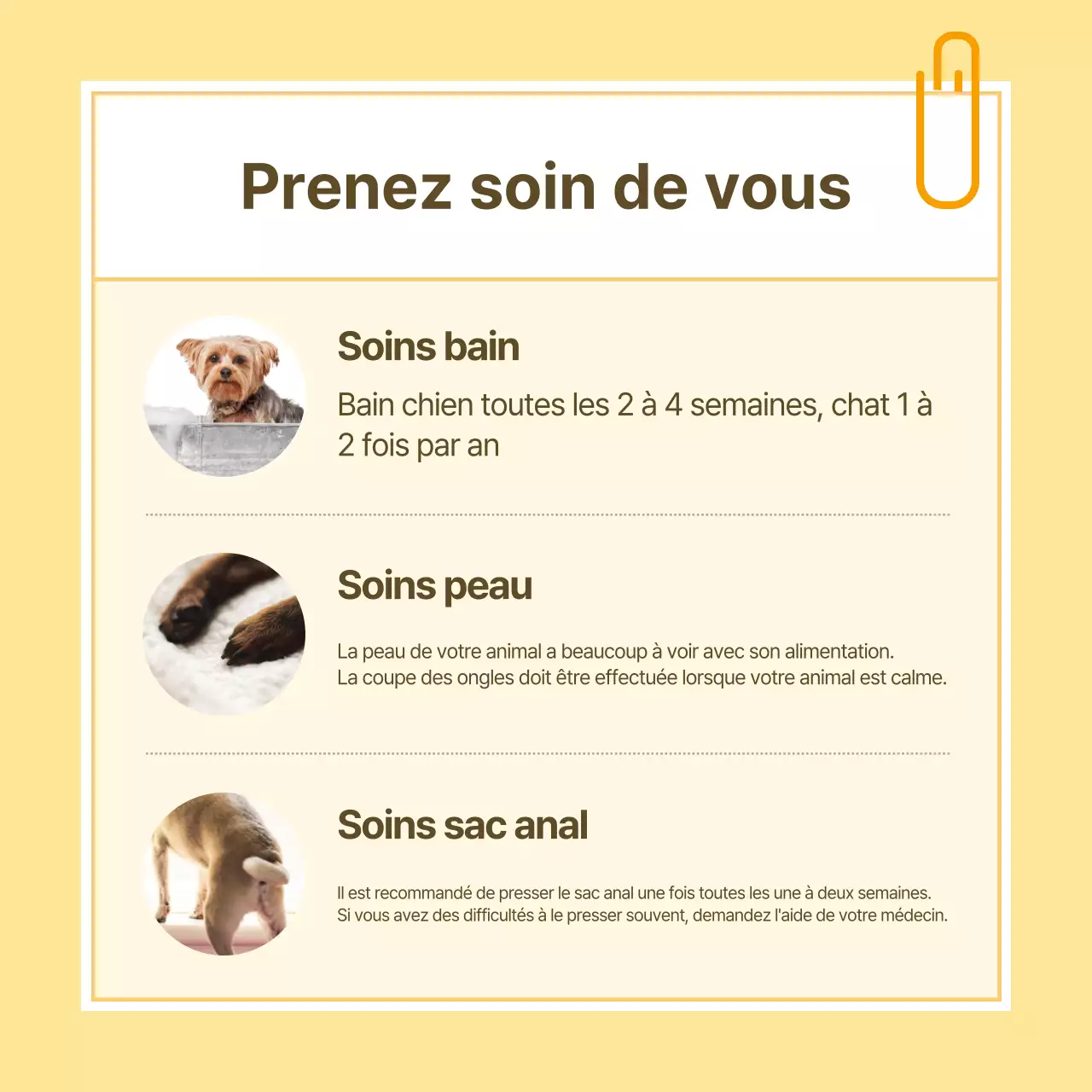 Informations sur les soins de santé des animaux de compagnie sous forme de notes jaunes et blanches