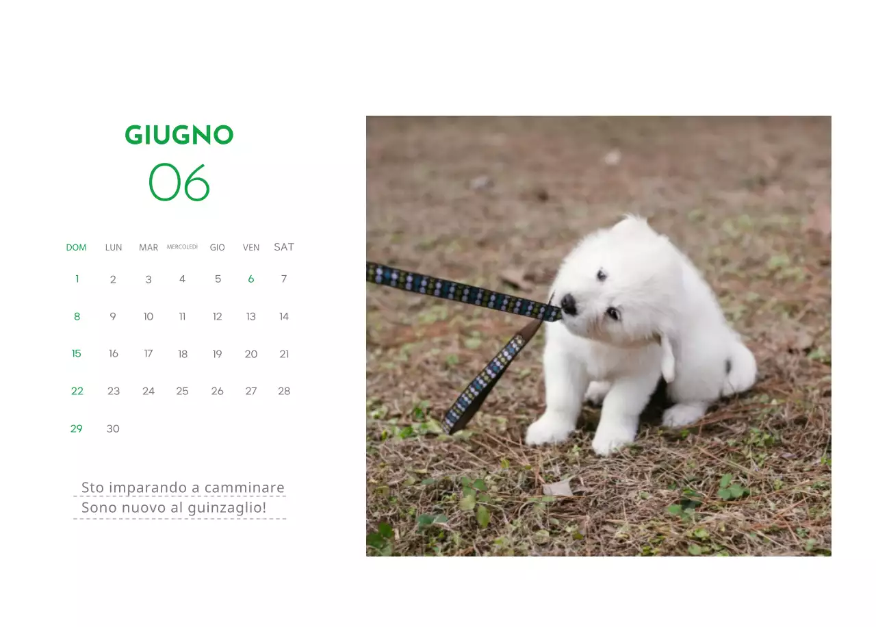 Un calendario con la foto di un cucciolo e un simpatico messaggio in colore verde.