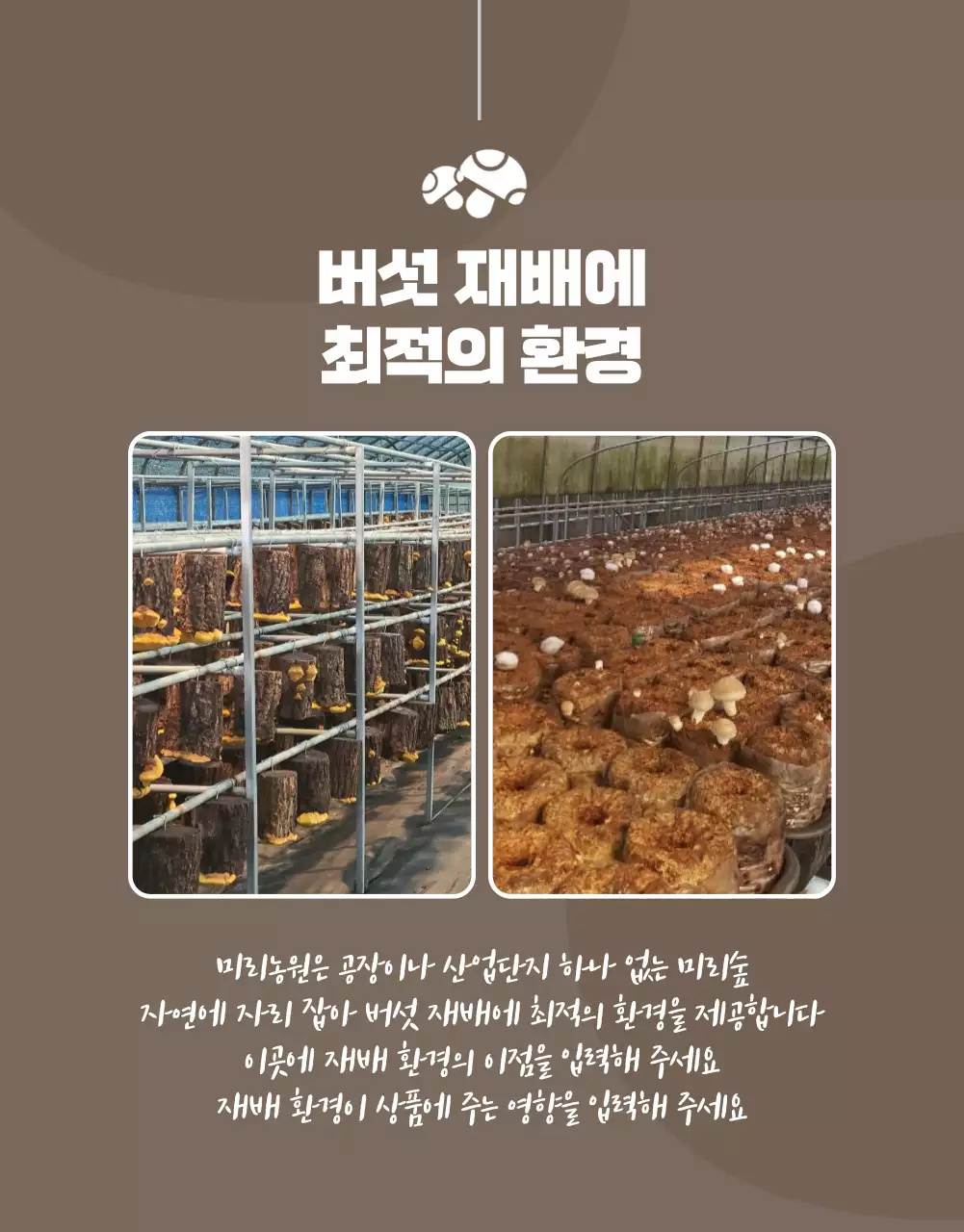 노랑과 갈색의 깔끔한 표고버섯 홍보