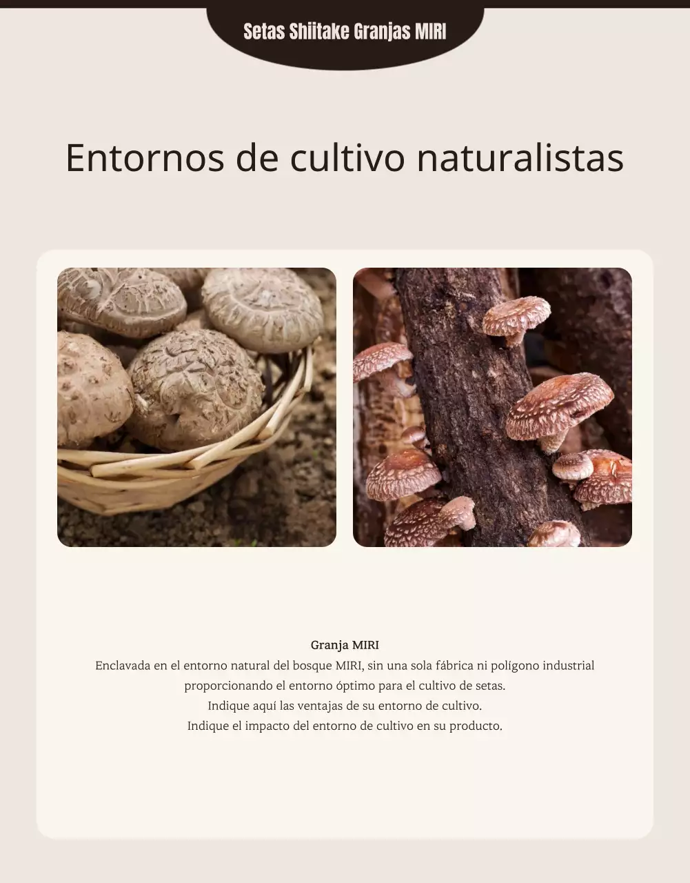 Setas shiitake marrones y ordenadas ad