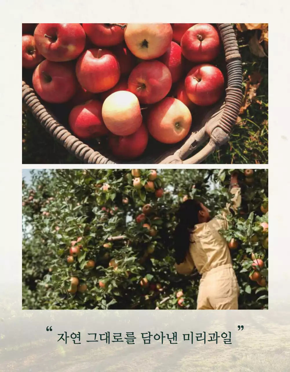 초록과 아이보리색의 전통적인 추석 과일 선물세트 사진 레이아웃 홍보