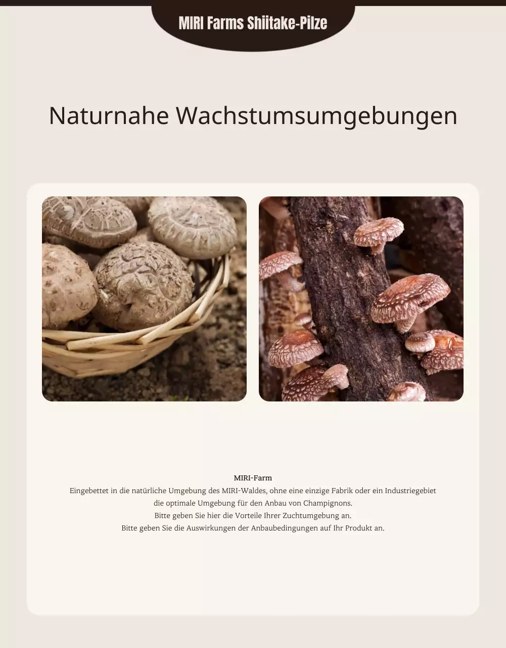 Braune, saubere Shiitake-Pilze anzeigen