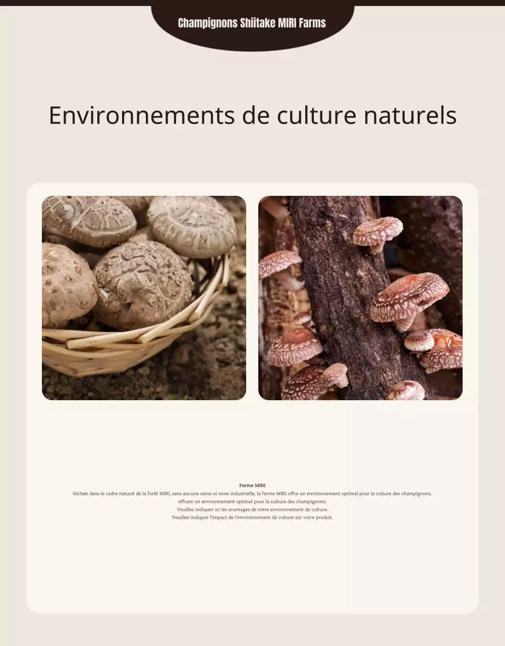 Champignons shiitake bruns et soignés ad