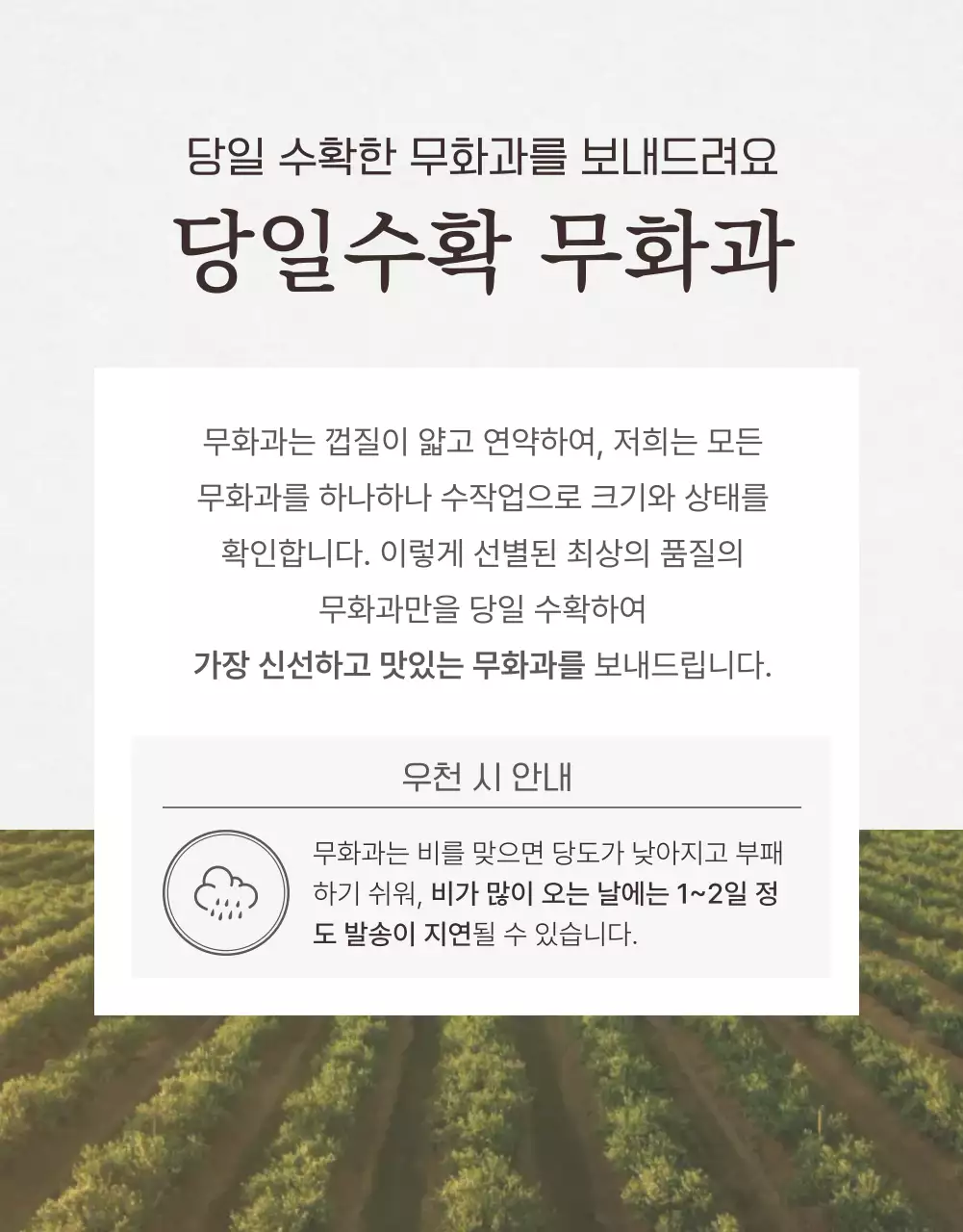 흰색 심플 과일 무화과