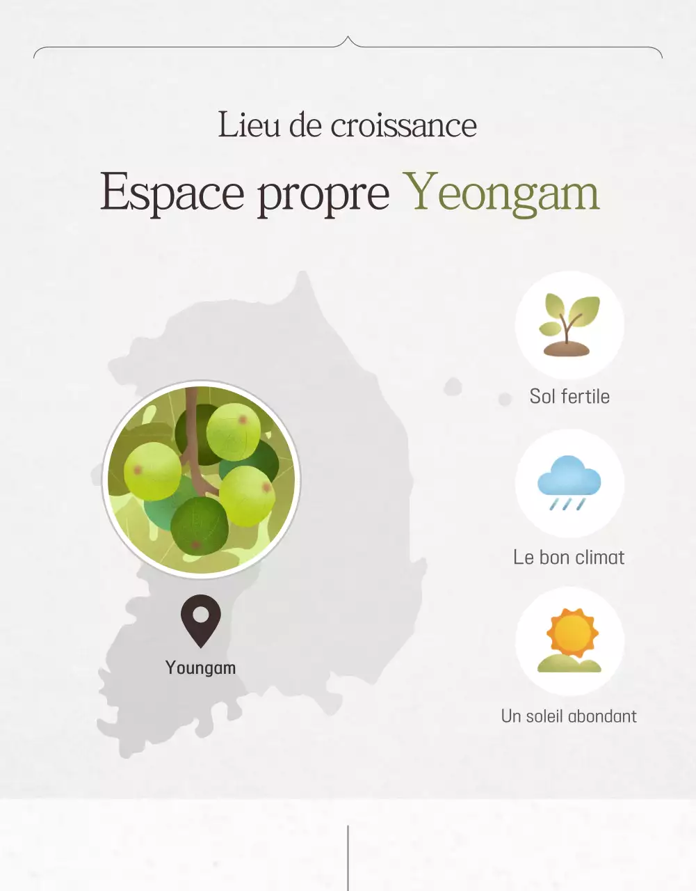 Promotion des ventes de figues de style en blanc et gris