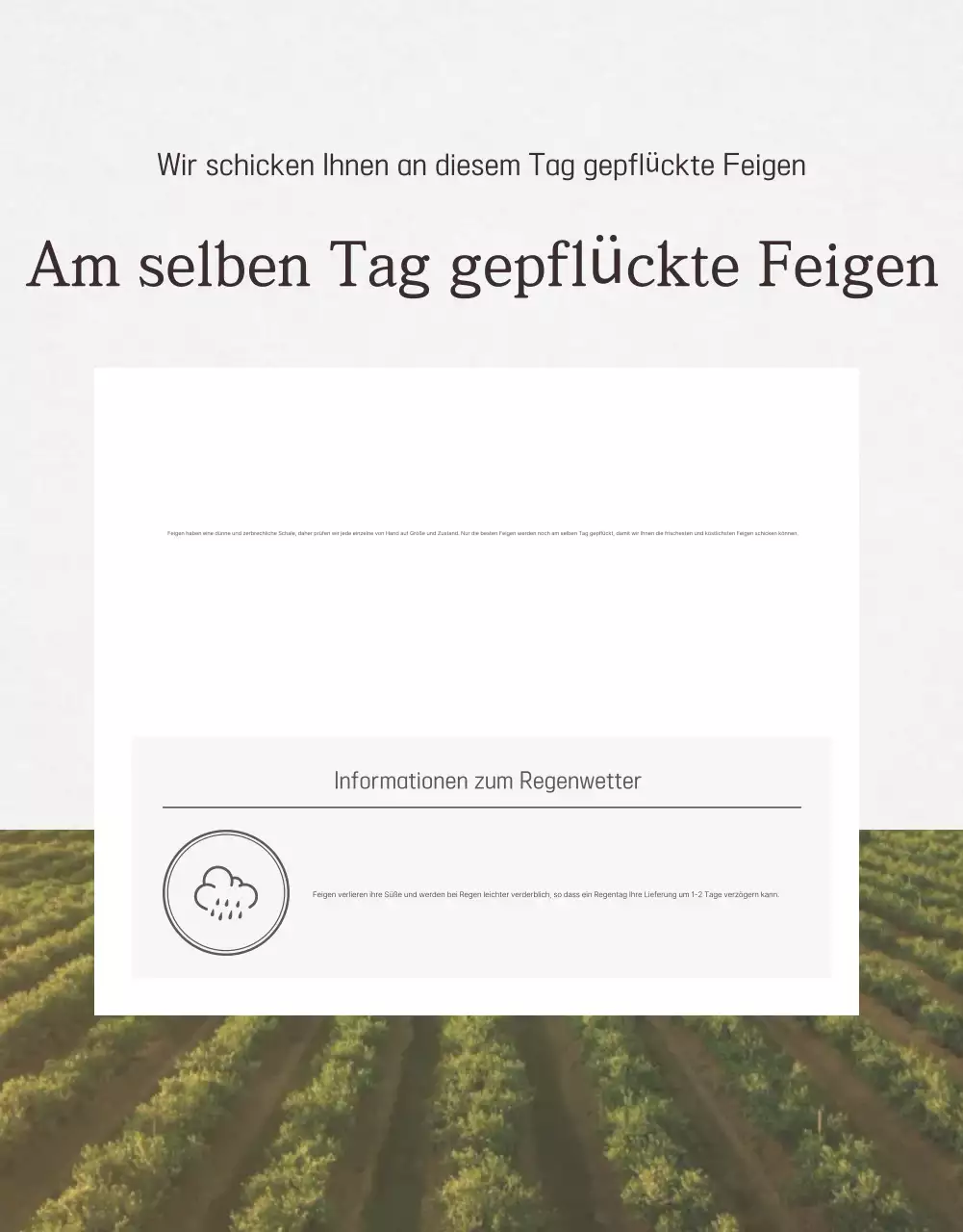 Weiße einfache Fruchtfeigen