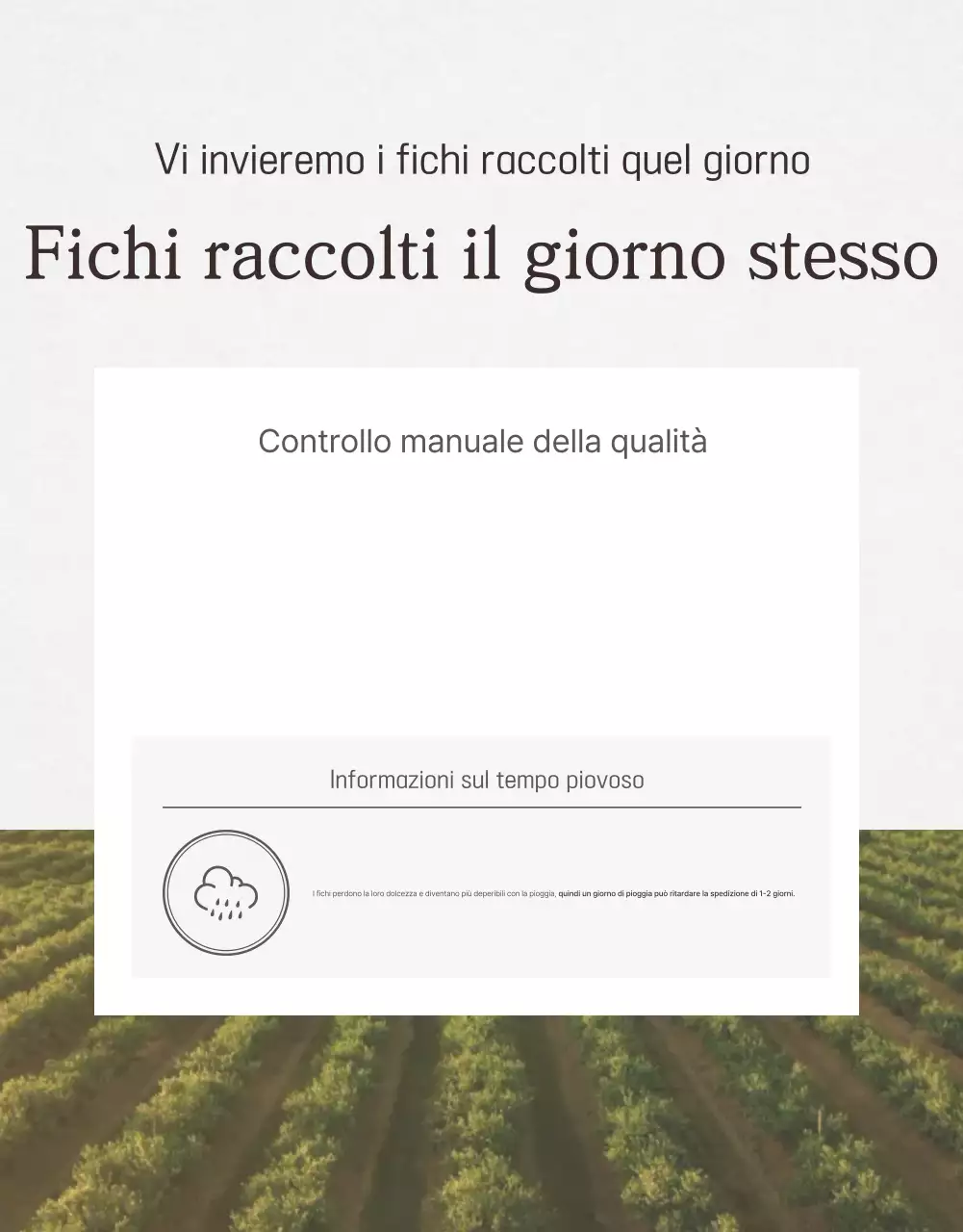 Fichi bianchi a frutto semplice