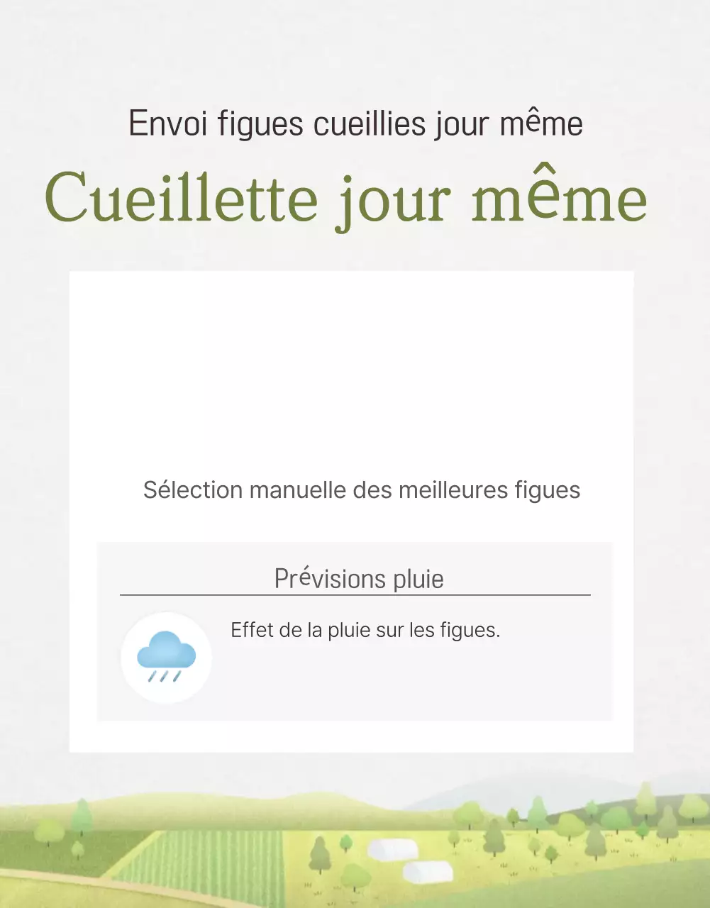 Promotion des ventes de figues de style en blanc et gris