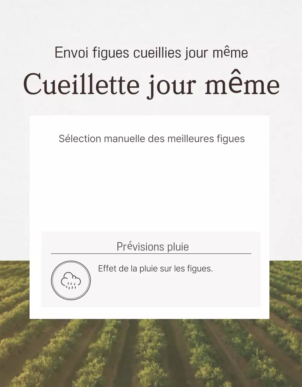 Fruits simples blancs Figues