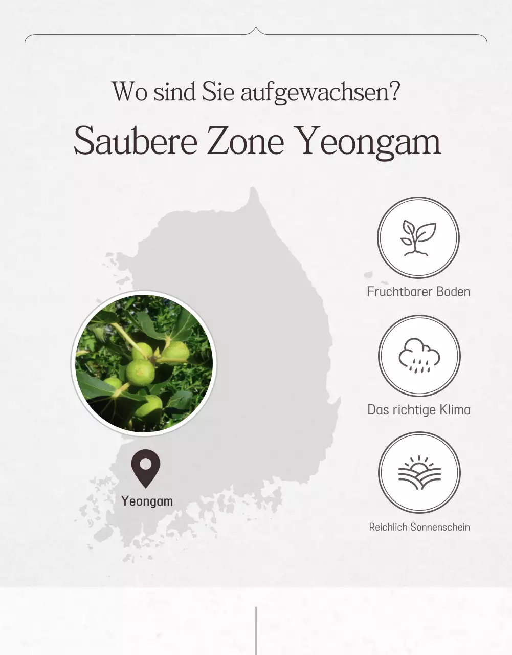 Weiße einfache Fruchtfeigen