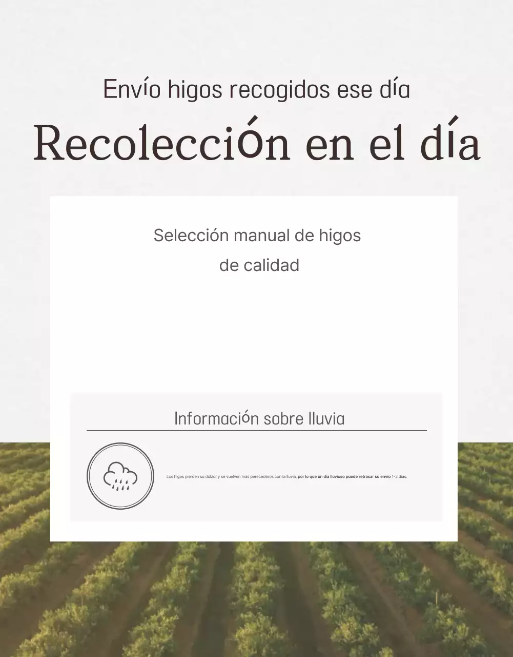 Higos blancos de frutas simples