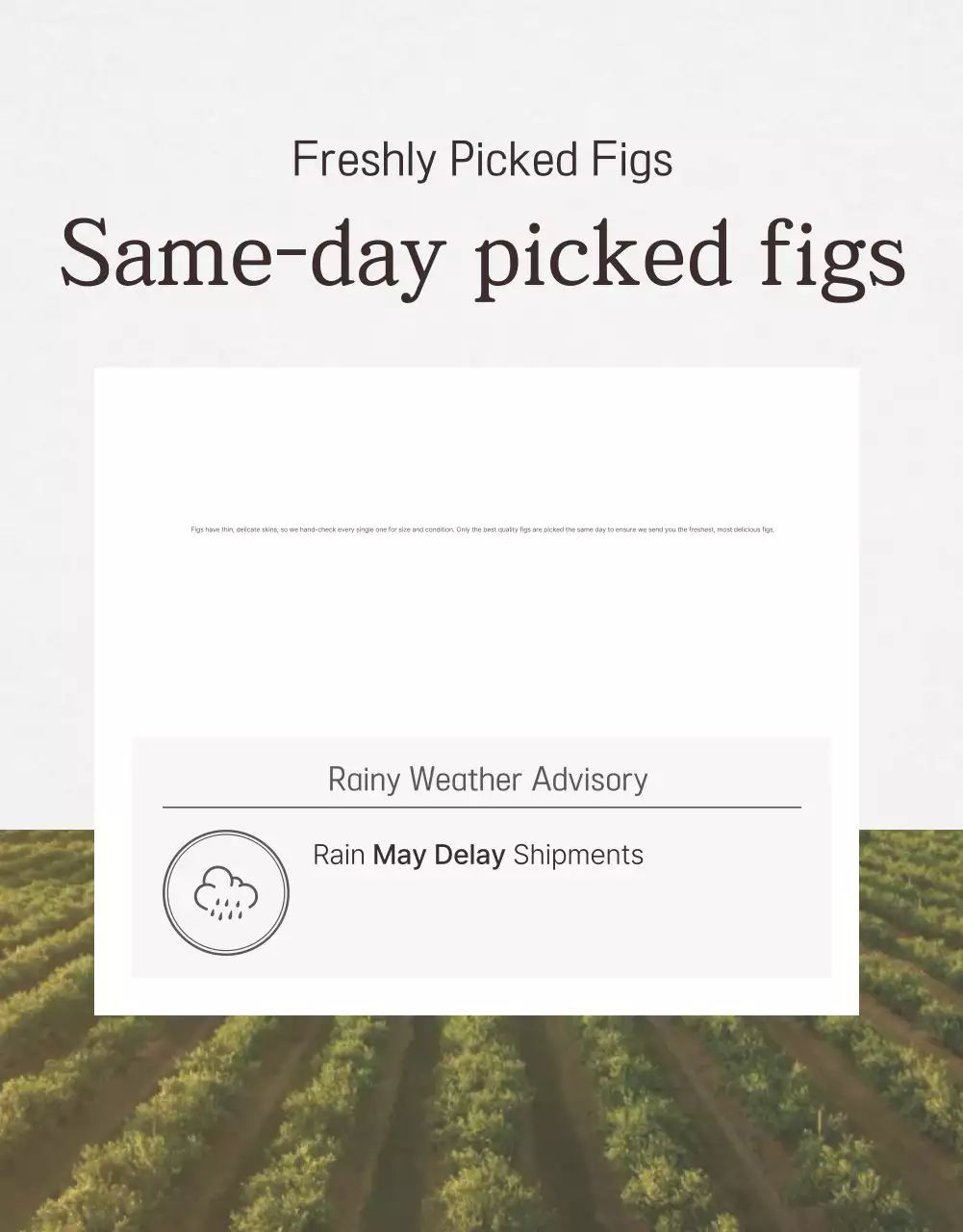 Green Rustic Figs Promotion Poster