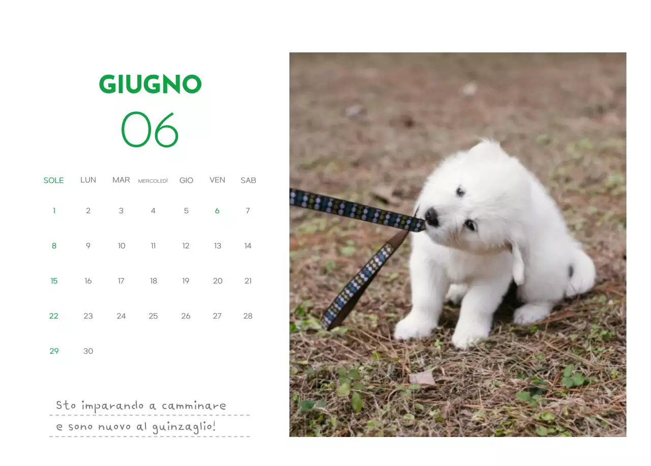 Un calendario con la foto di un cucciolo e un simpatico messaggio in colore verde.