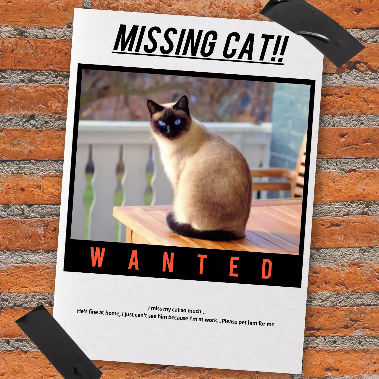 Bài đăng trên mạng xã hội về chú mèo cổ điển màu trắng