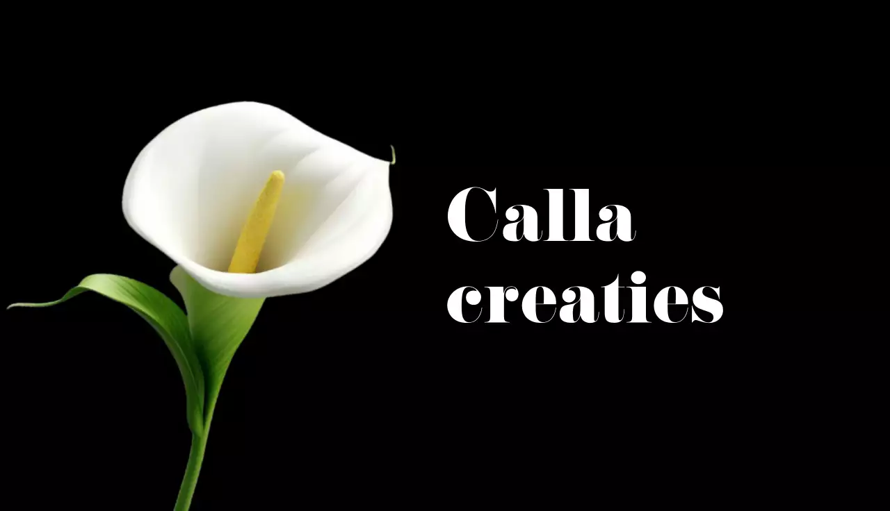 wit elegant visitekaartje