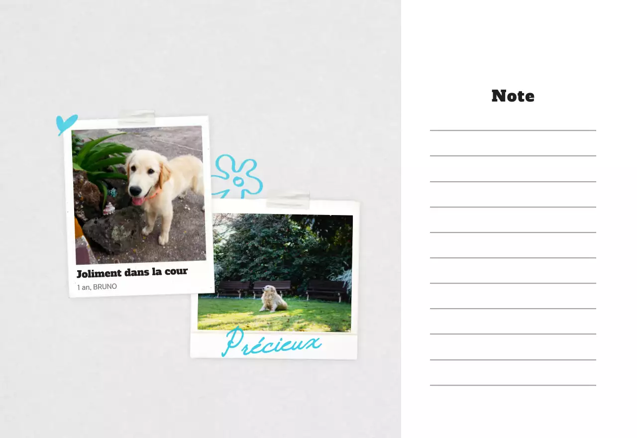 Calendrier photo d'animaux propres et blancs