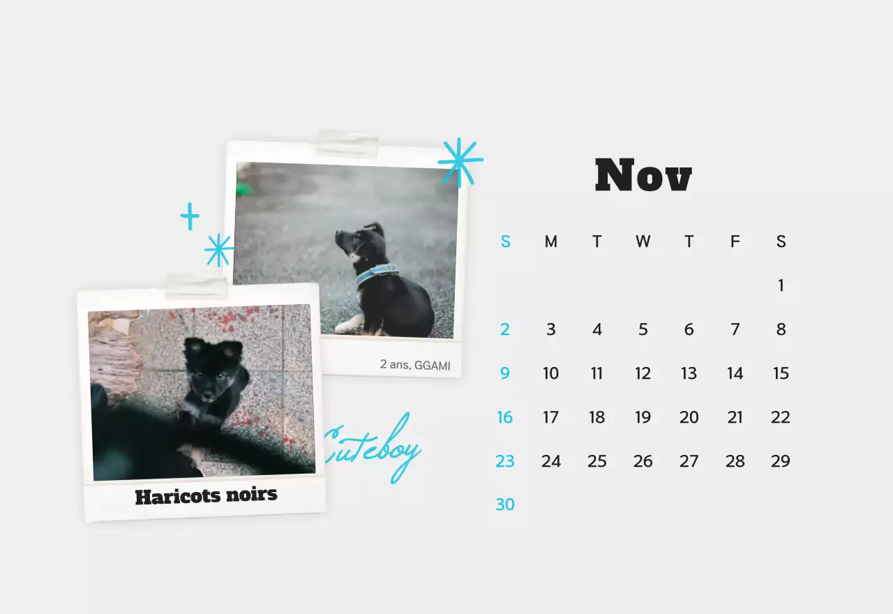 Calendrier photo d'animaux propres et blancs