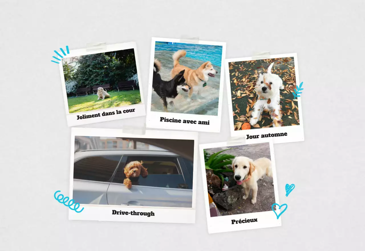 Calendrier photo d'animaux propres et blancs