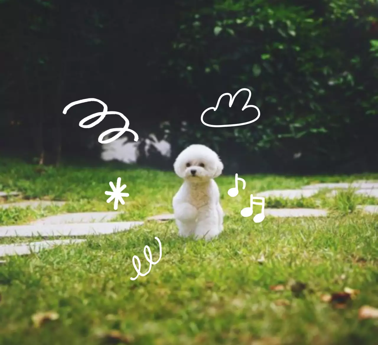 Marco Abstracto para Foto de Mascota