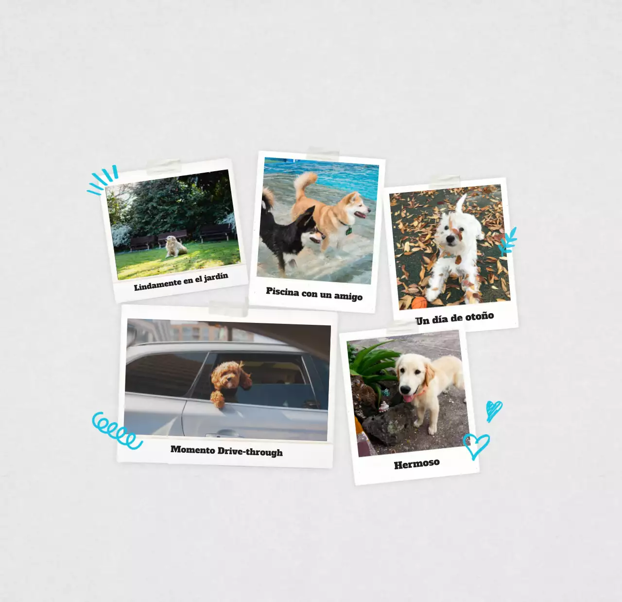 Calendario de fotos de mascotas blanco y limpio