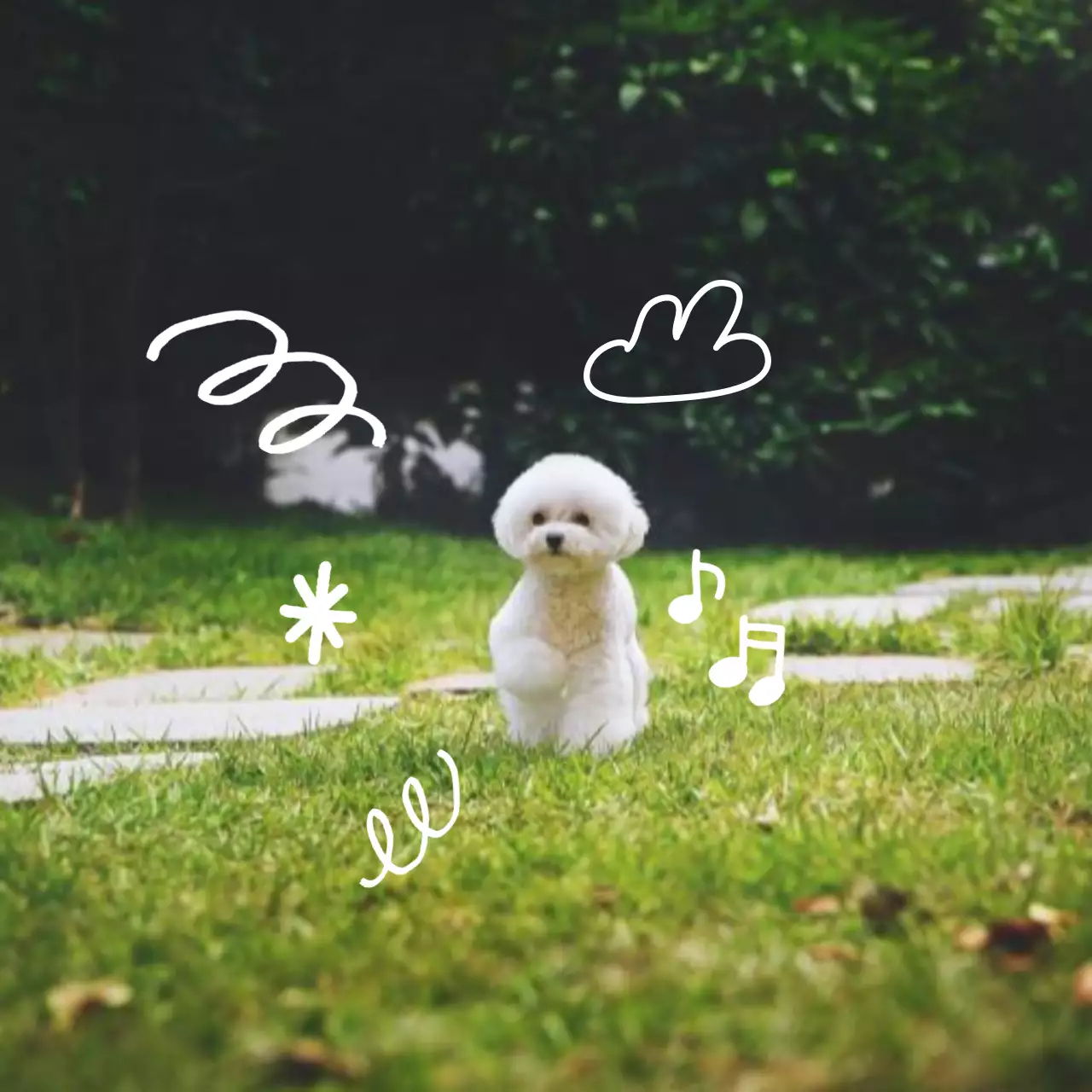 Marco Abstracto para Foto de Mascota