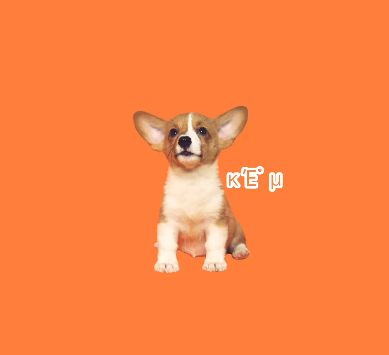 Animal de estimação fofinho laranja