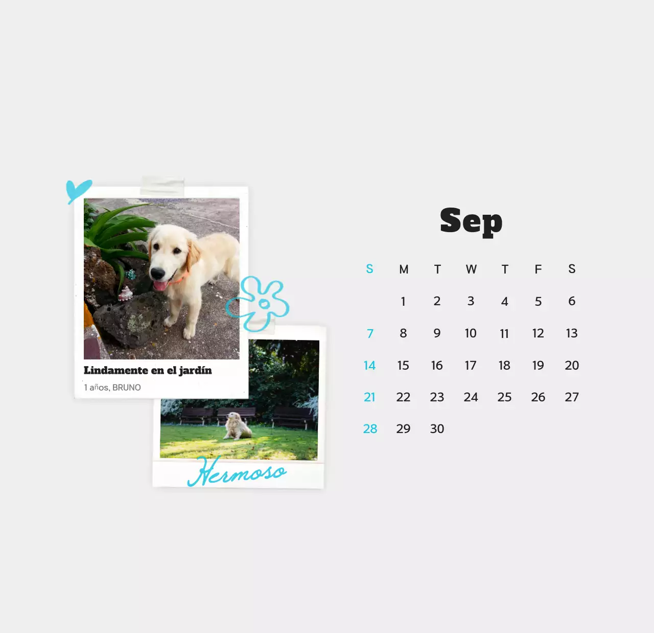 Calendario de fotos de mascotas blanco y limpio