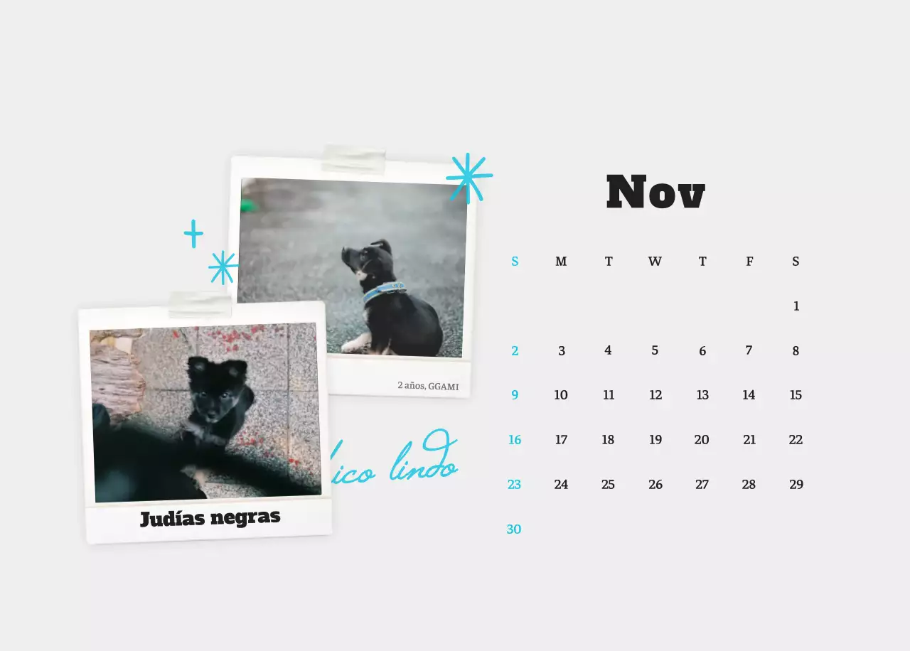 Ballet Blanco Neat Animal Foto Calendario