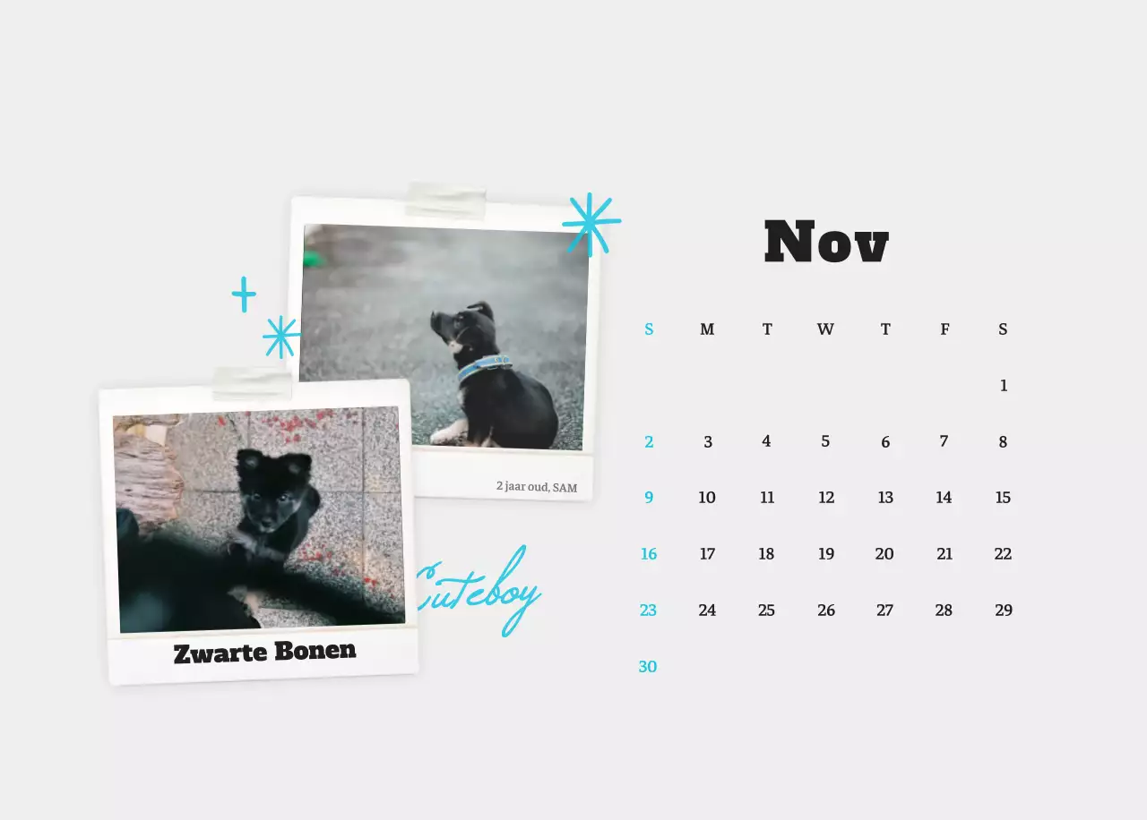 Witte Nette Ballet Dierenfotokalender
