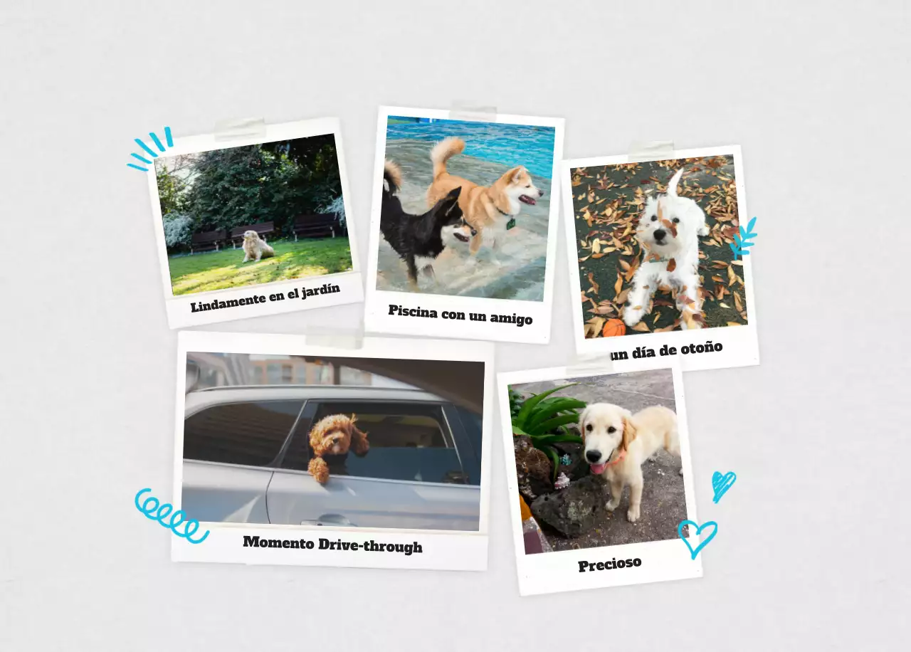 Ballet Blanco Neat Animal Foto Calendario