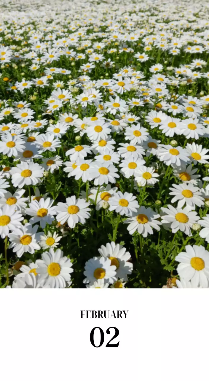 黒と白のシンプルな花写真2025年版カレンダー