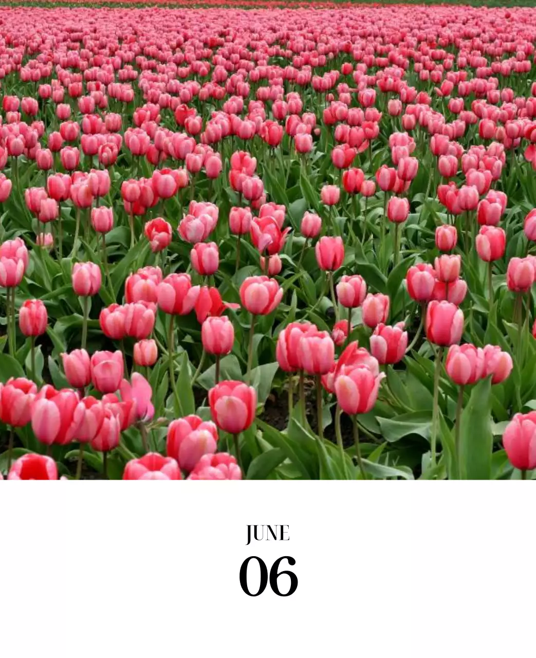 黒と白のシンプルな花写真カレンダー